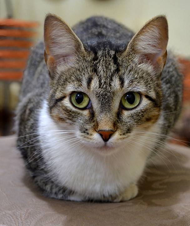 Бразильская короткошёрстная кошка: история появления, характеристика породы и особенности содержания
