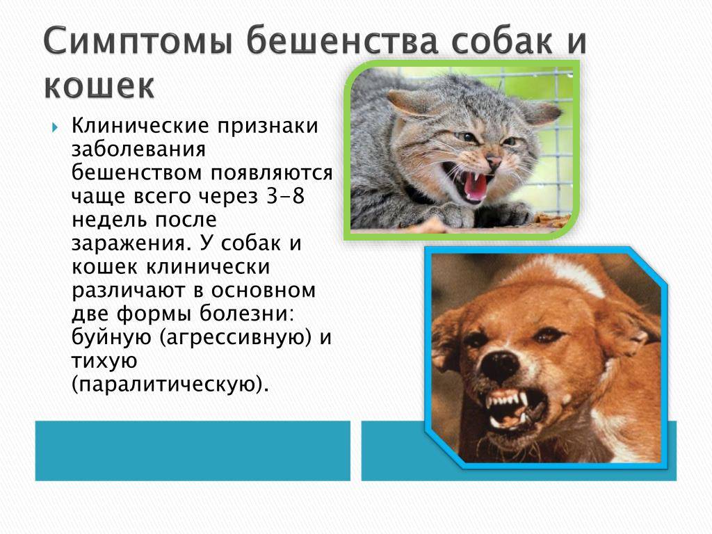 Признаки бешенства у человека после укуса собаки