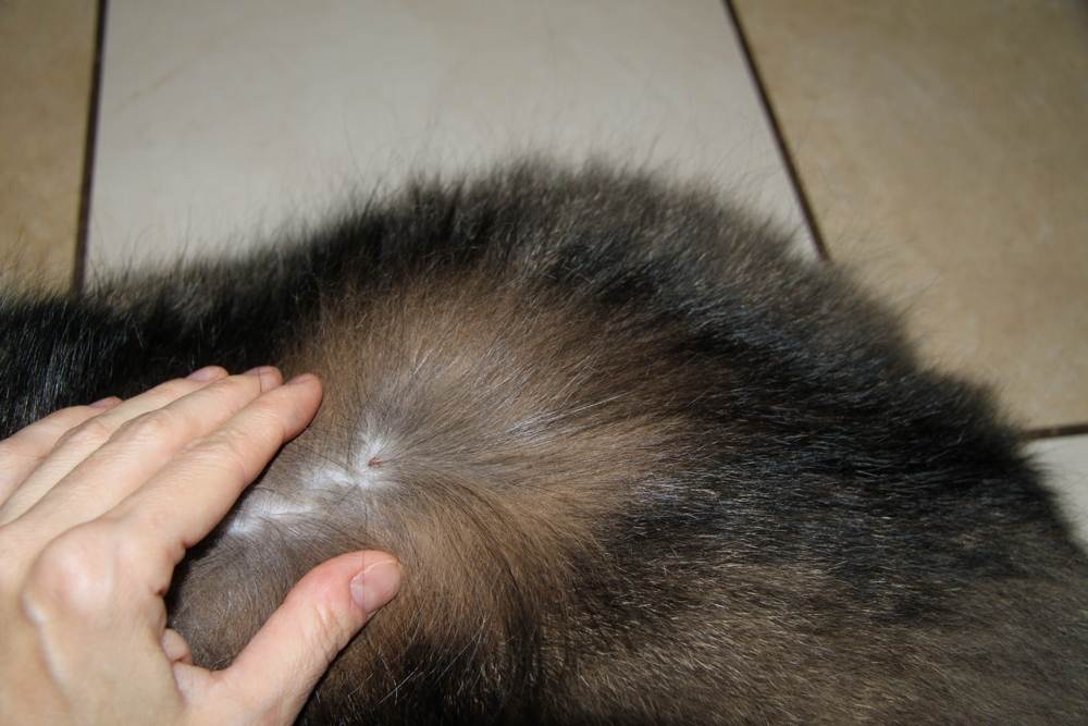 Облысение возле ушей у кошек