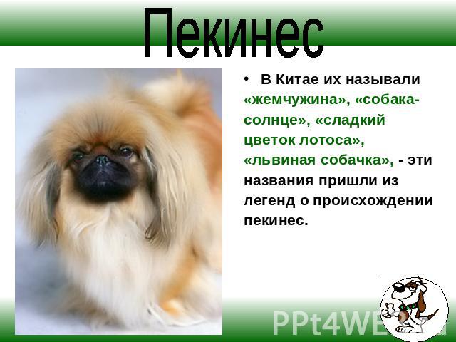 Собака пекинес: особенности породы, характера, воспитания, ухода