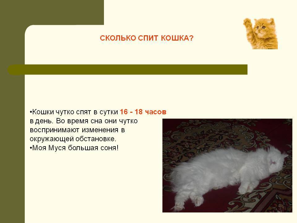 Сколько спят котята в 1.5 месяца?