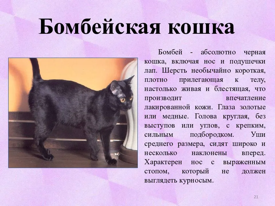 Бомбейская кошка: описание породы