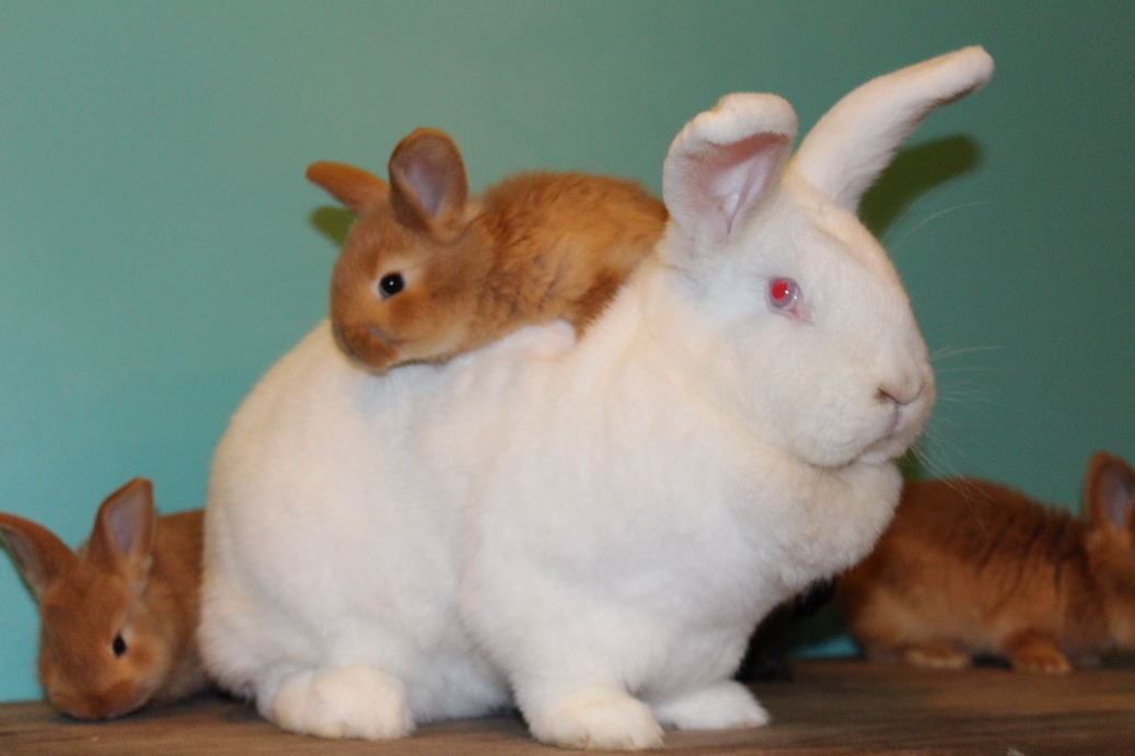 Новозеландские кролики (белые и красные): описание и характеристика породы, отзывы