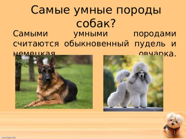 Самые добрые собаки. топ-40. | dogkind.ru