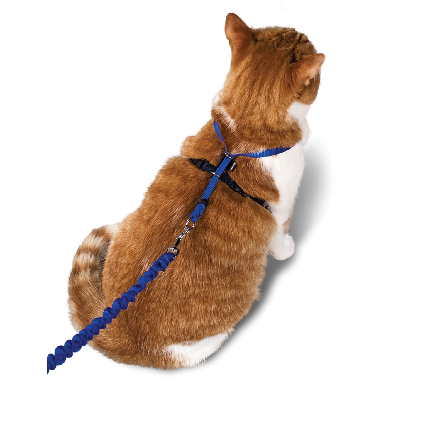 Шлейка для кошек: как одеть шлейку на кошку, поводок для кошек, приучение кота к шлейке и прогулкам
