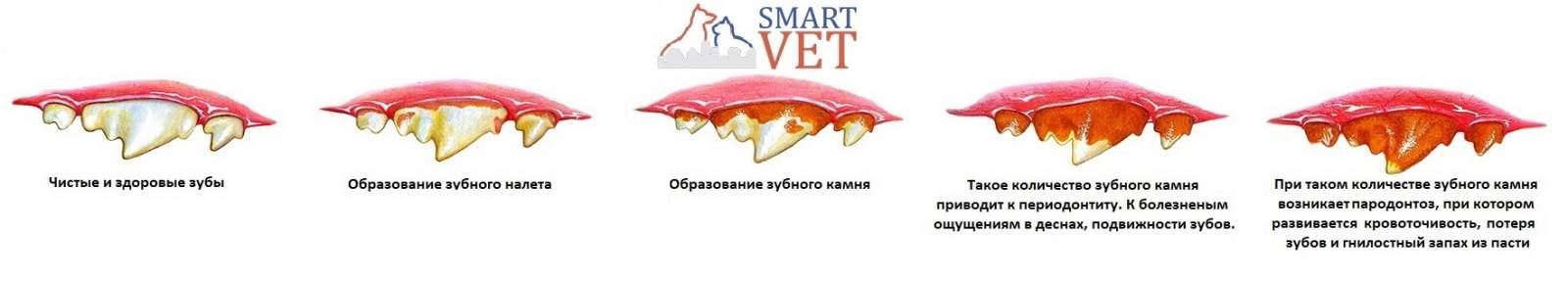 Почему животным не нужно чистить зубы? - hi-news.ru
