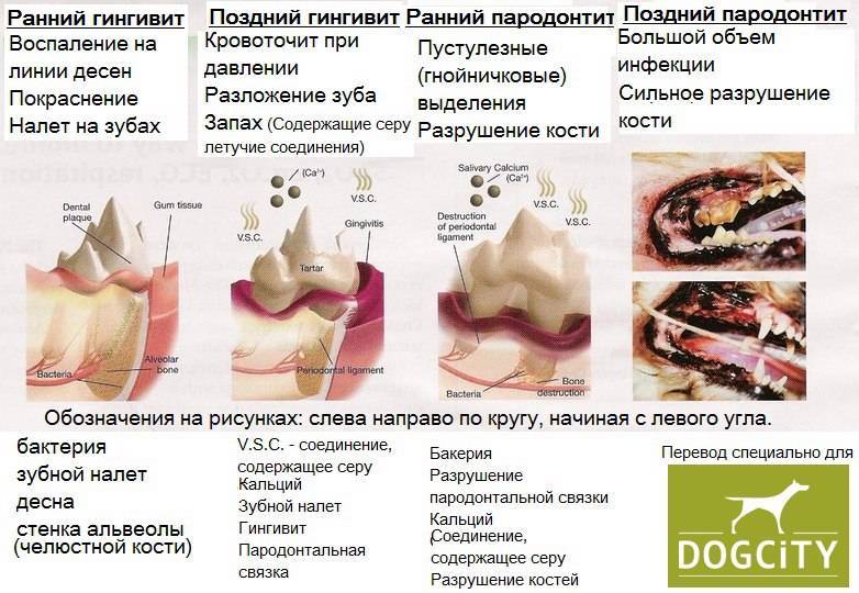 Зубной камень у кошек: причины, диагностика и лечение, прогноз, осложнения | блог ветклиники "беланта"