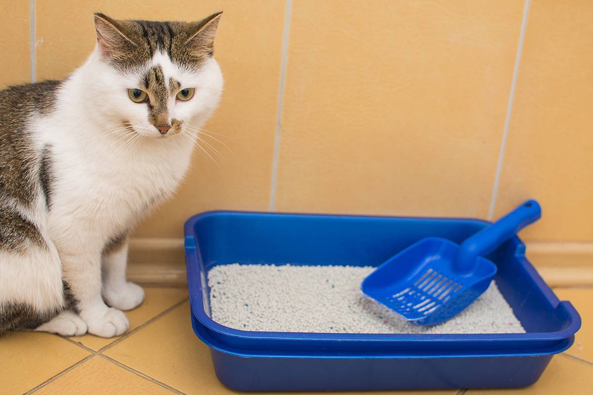 Причины хождения котов мимо лотков: по маленькому и большому, примеры как отучить