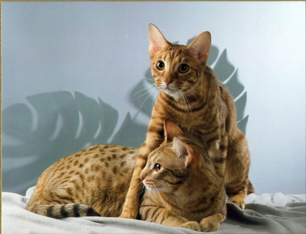 Оцикет: фото, описание, стандарт, окрас, характер породы кошек