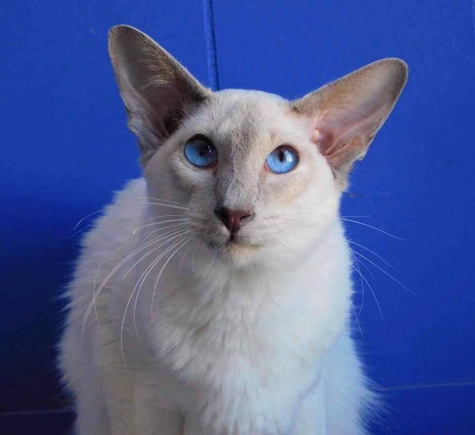 Балинезийская кошка: фото и описание (характер, уход и кормление)