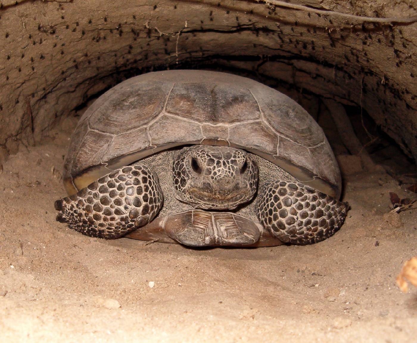 Спячка черепахи в домашних условиях. Среднеазиатская черепаха. Среднеазиатская красноухая черепаха. Яйца среднеазиатской черепахи.
