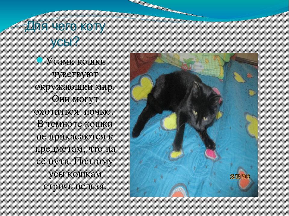 Почему некоторые кошки «разговорчивы» с хозяевами, а некоторые молчаливы - gafki.ru