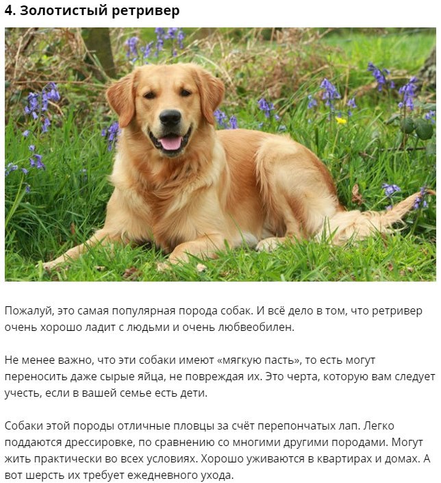 Как выбрать самую спокойную собаку: обзор питомцев маленького и среднего размера