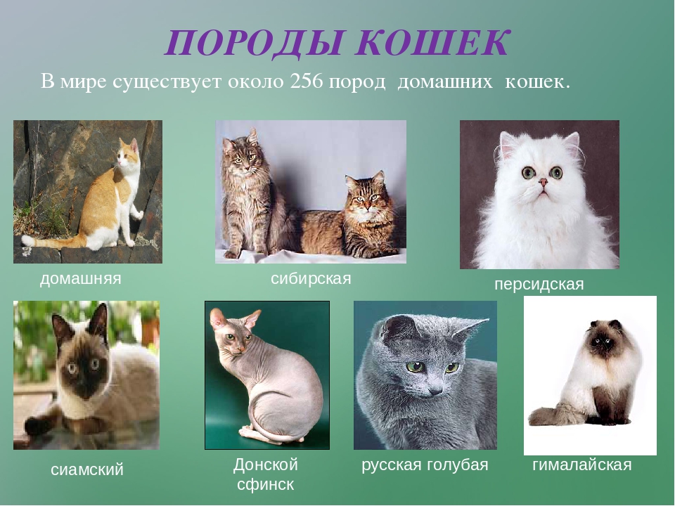 Породы кошек с фотографиями и названиями
породы кошек с фотографиями и названиями