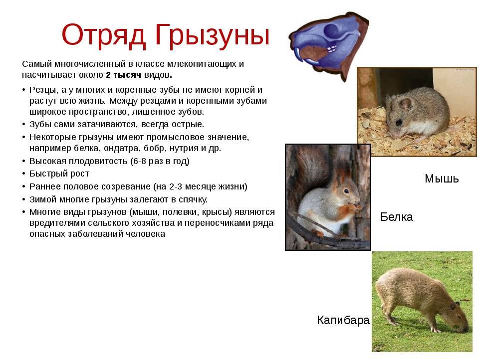 Кролик – описание, породы, виды, фото, декоративные кролики