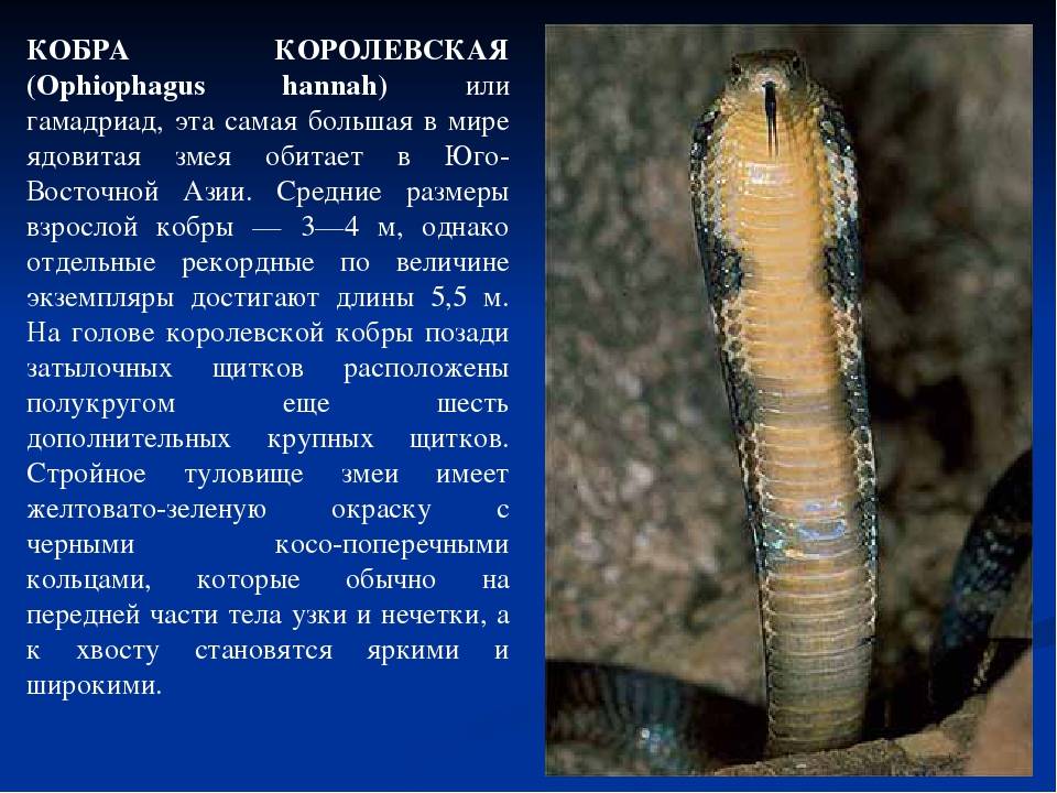Змея кобра - интересные факты. королевская кобра как змея очень опасна и быстра