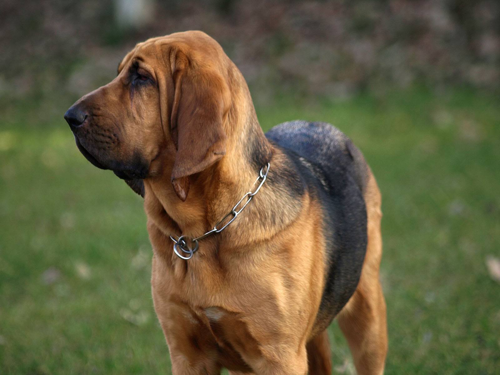 Собака бладхаунд — описание гончей породы