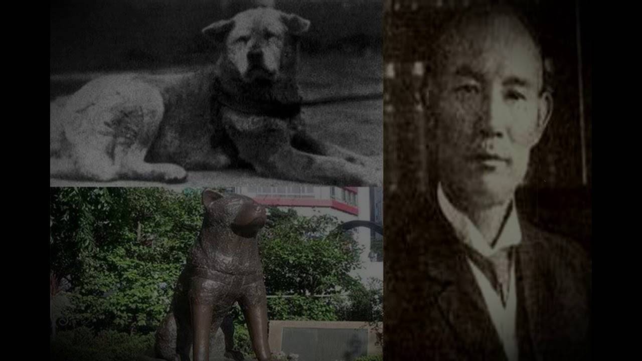 ᐉ какая порода собак снималась в фильме хатико, на какой цнцахики пес? - zoo-mamontenok.ru