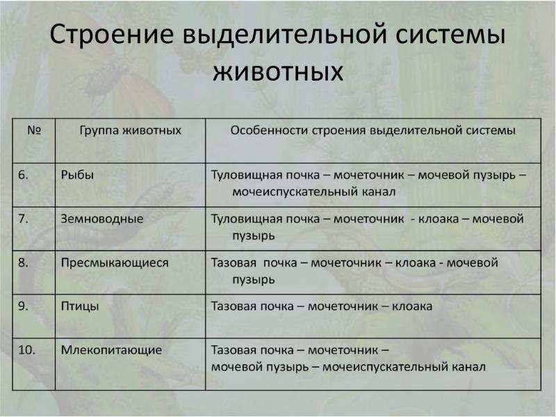 Выделения у кошки: как лечить, причины возникновения, виды