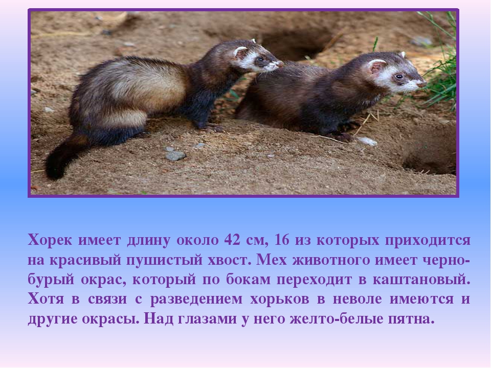 Степной хорек: фото и описание