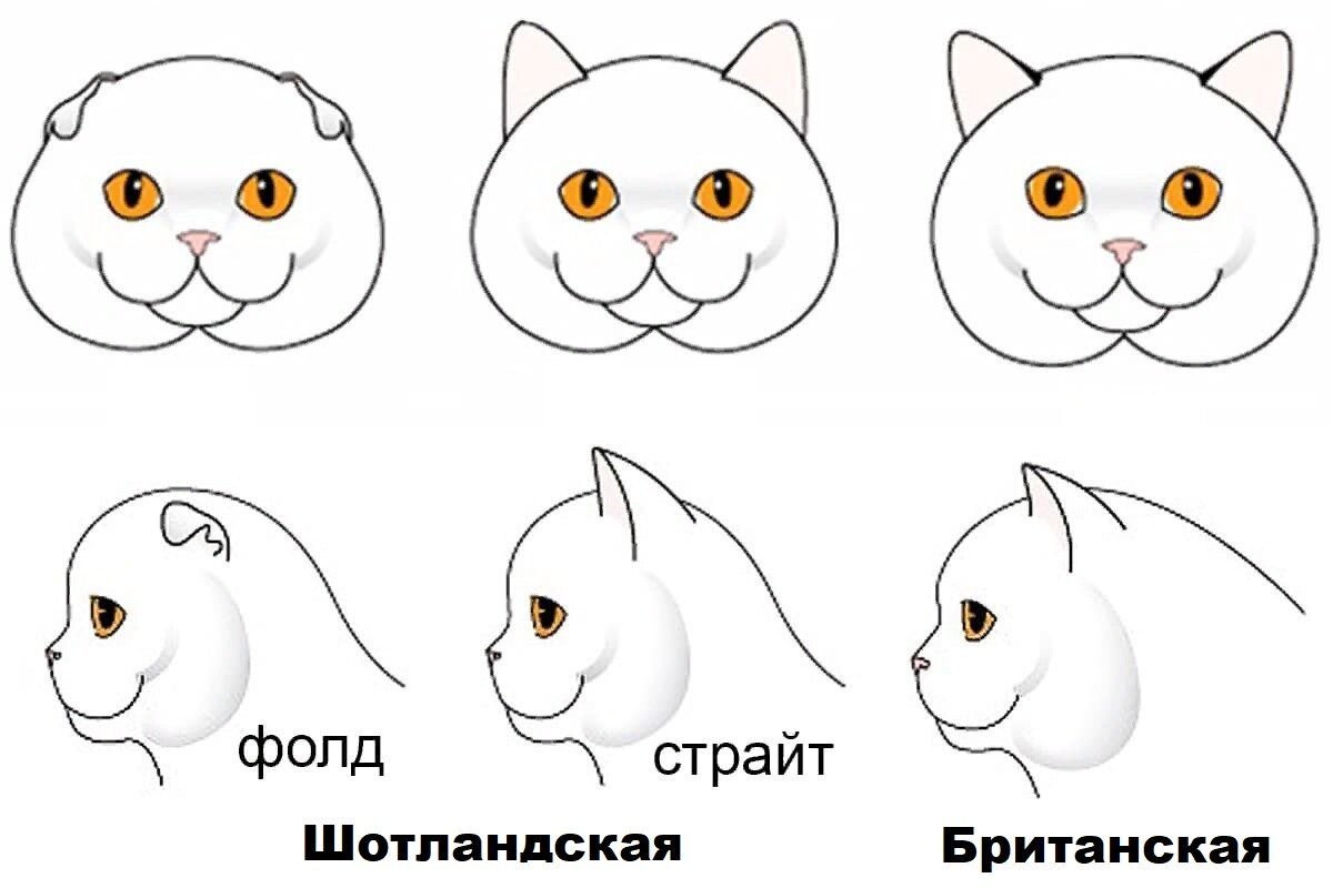 Чем вислоухий шотландец отличается от британца?