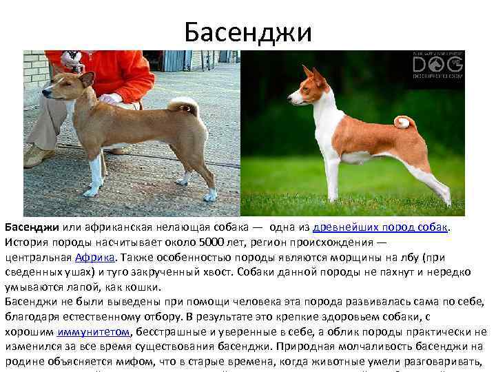 Басенджи: фото собаки, цена, описание породы, характер, видео
басенджи: фото собаки, цена, описание породы, характер, видео