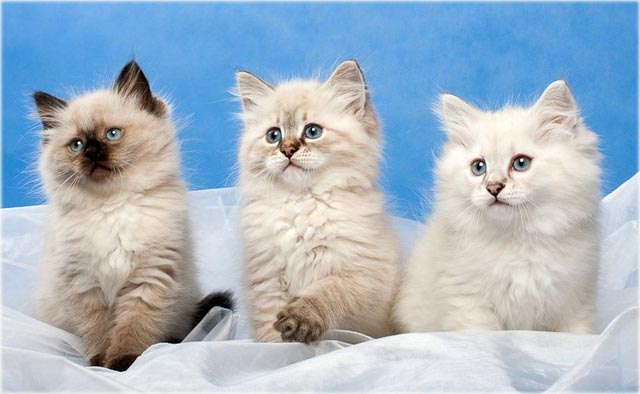 Невская маскарадная кошка: фото красавицы с очаровательной мордочкой
