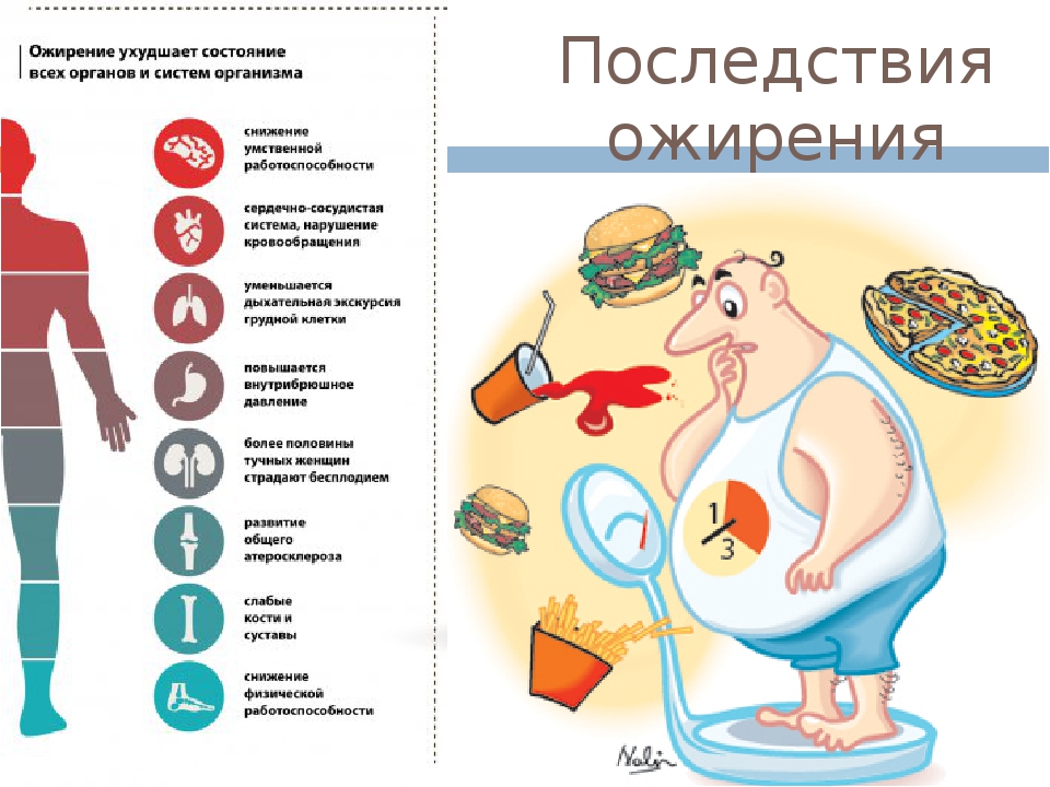 Ожирение у кошки, что делать