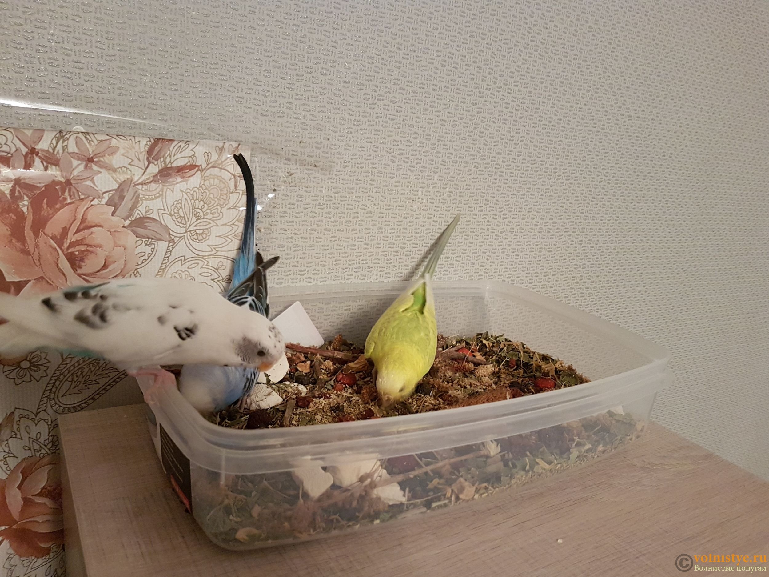 Игрушки для попугаев