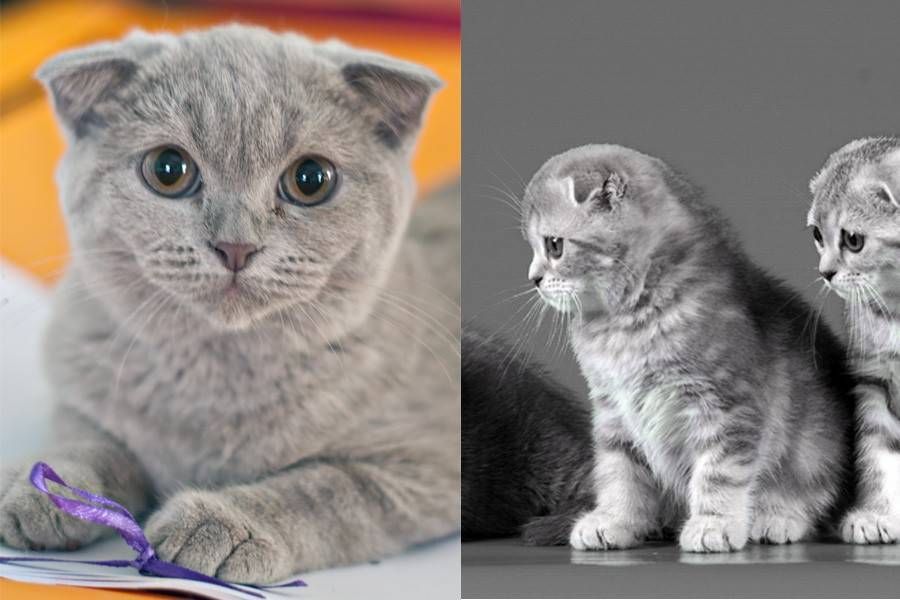 С кем вязать шотландскую прямоухую кошку