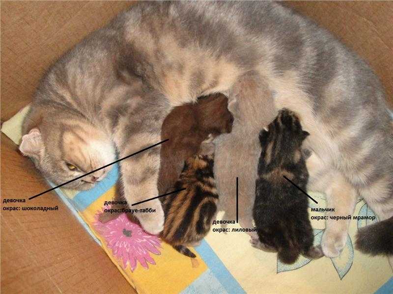 Вязка кошек