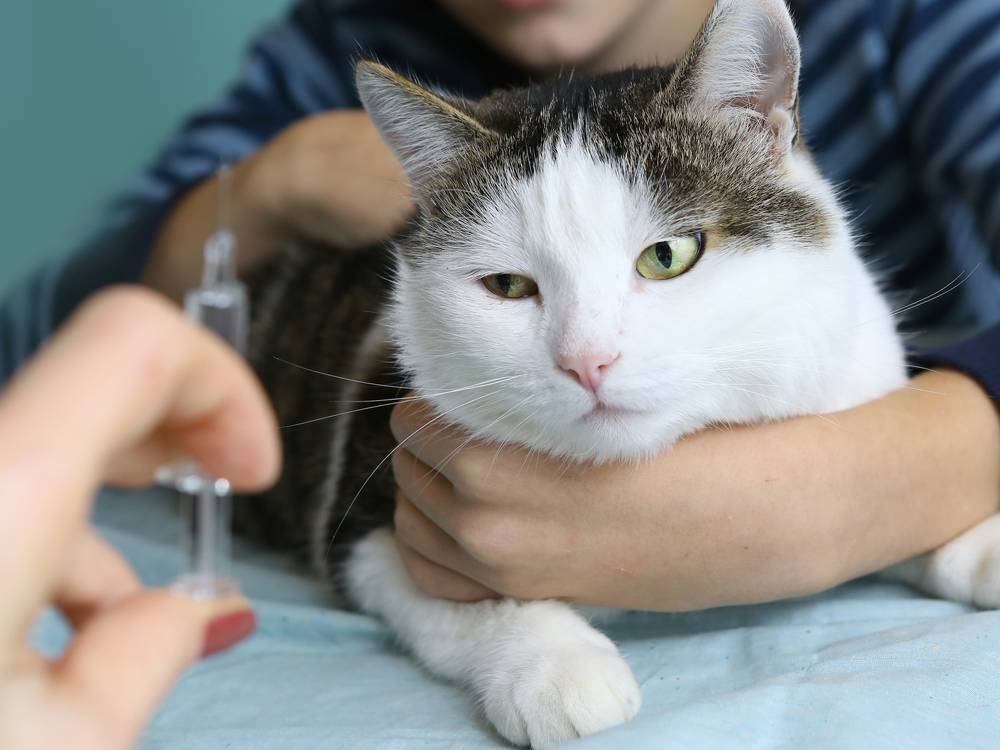 Инсульт у кота: признаки, симптомы, лечение | кот и кошка