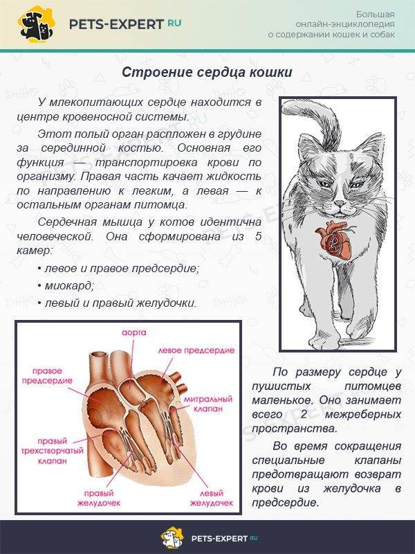 Всё об анатомии кошки: строение скелета и черепа