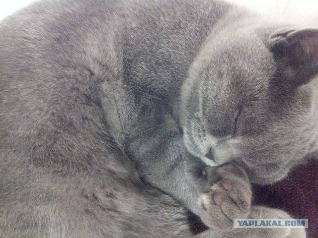 Кот храпит во сне: причины и что делать