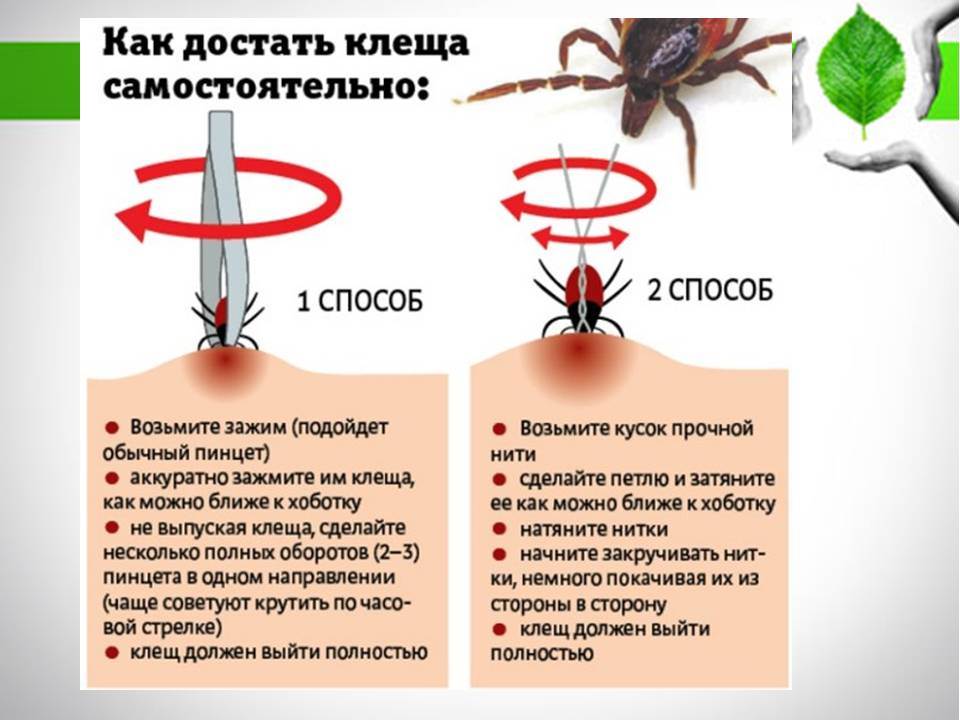 Ушной клещ: профилактика и лечение