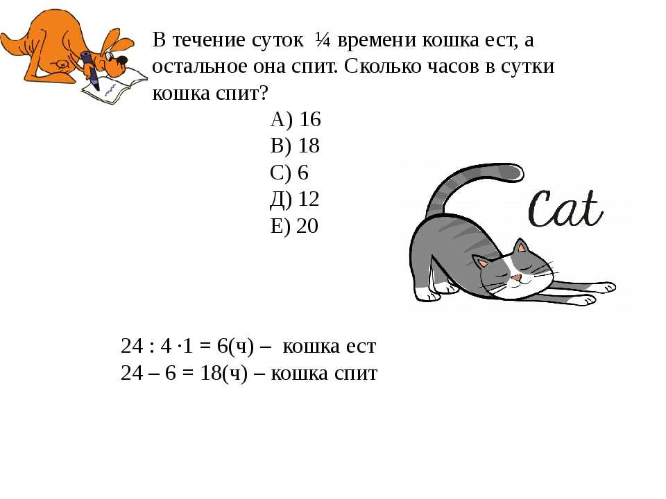 Почему кошки спят так много: что влияет на продолжительность сна и видят ли кошки сны о мышках.