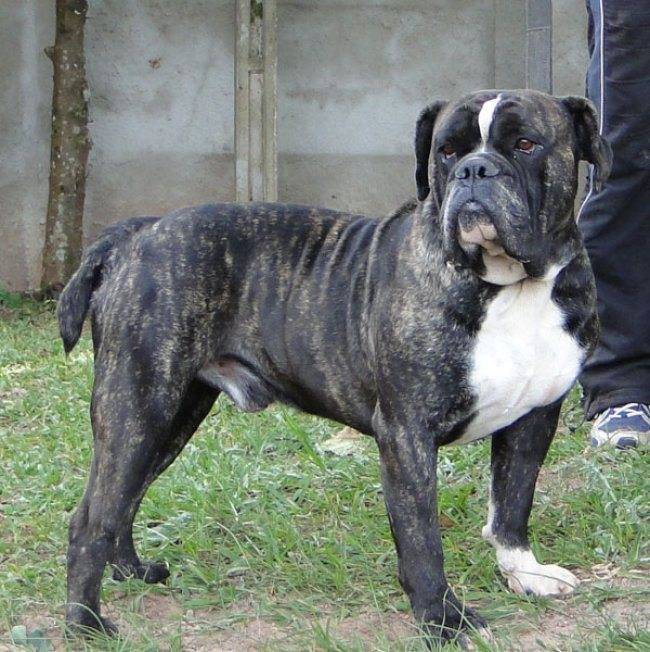Campeiro bulldog: characteristics, origin & lifespan