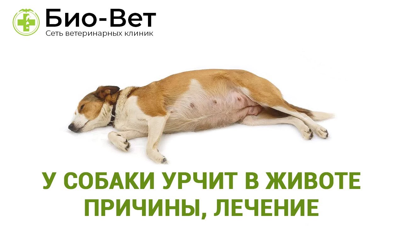 5 причин, почему у собаки урчит и бурлит в животе: что делать, как помочь, лечение - kotiko.ru