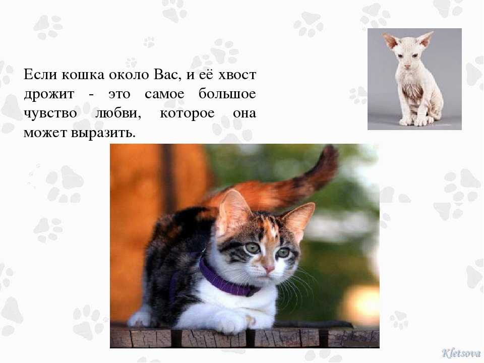 Старую кошку бьет мелкая дрожь. кошку трясет: чем это может быть вызвано