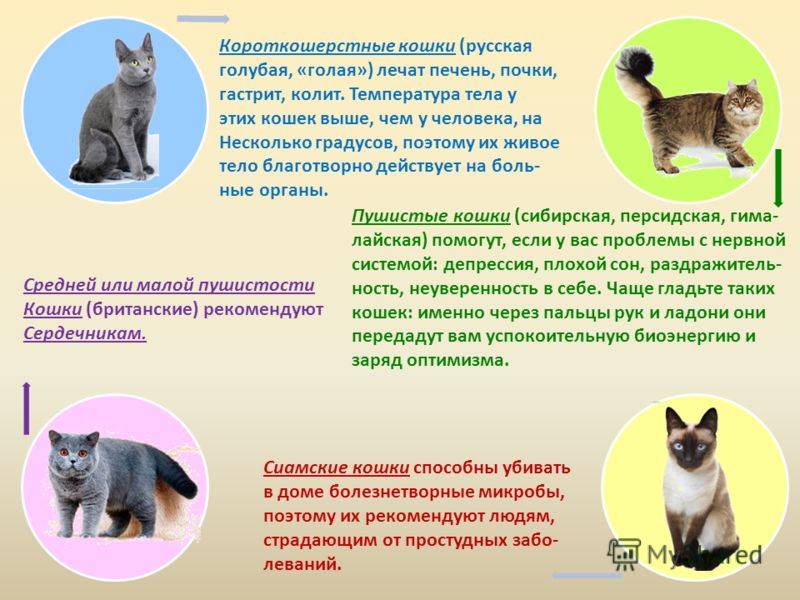 Агрессивный котенок: причины, признаки, что делать, во сне