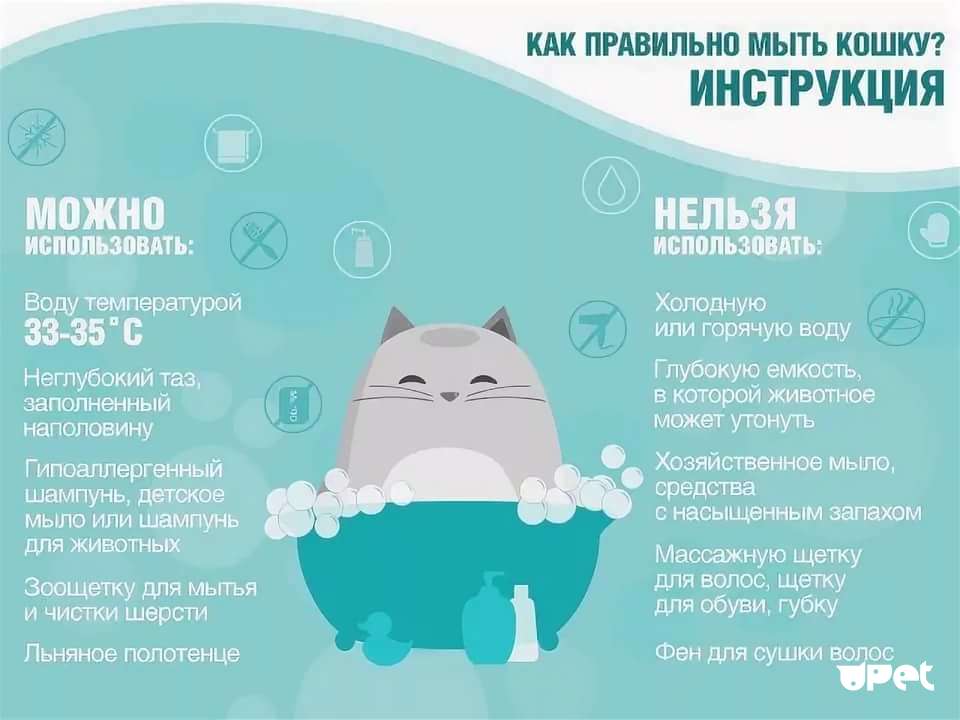 Как мыть кошку или кота в домашних условиях, как часто надо их купать, если они не выходят на улицу?