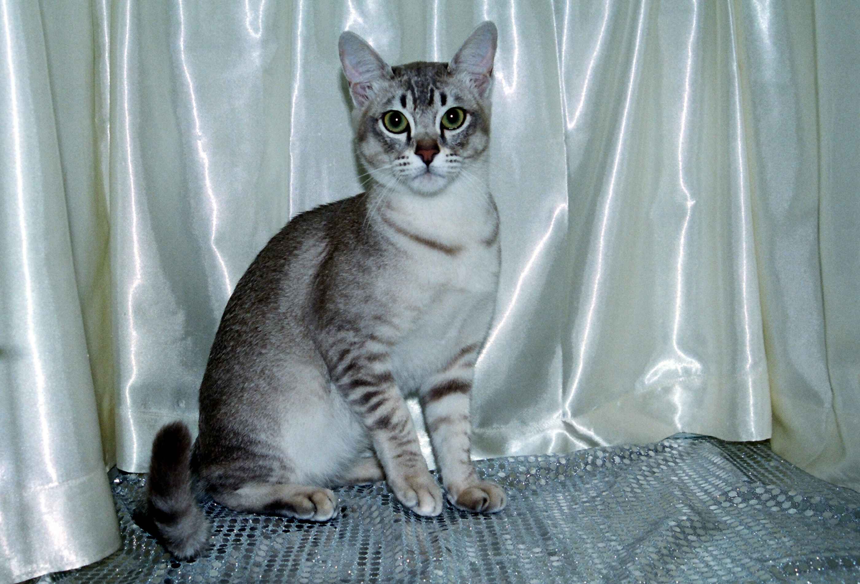 Породы кошек: 80+ пород с названиями и фотографиями