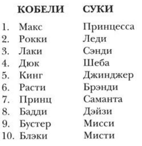Имена для собак мальчиков: как выбрать щенку красивое и редкое имя