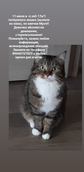 Все о кошках в квартире и доме: приметы, поверья и суеверия о домашних котах