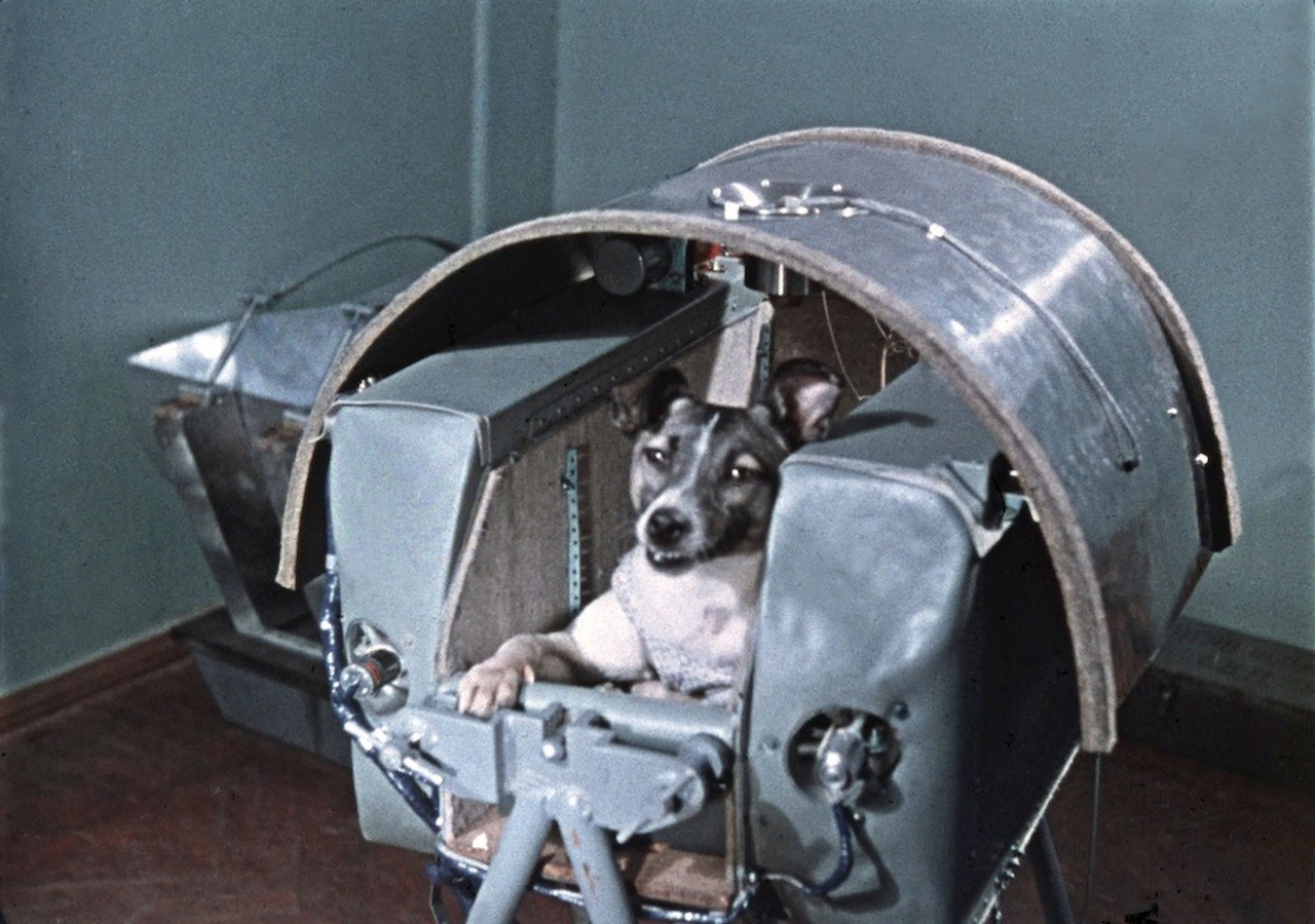 Первое живое существо полетевшее в космос. Собака лайка 1957. Первая собака космонавт лайка. Белка и стрелка собаки космонавты. Собака лайка на спутнике 2.
