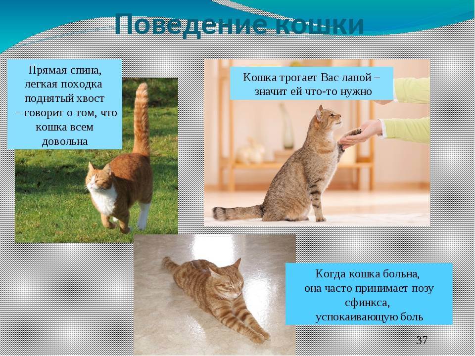 Кошка стала агрессивной: главные причины «ненормального» поведения | ваши питомцы