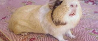 Почему морская свинка чихает