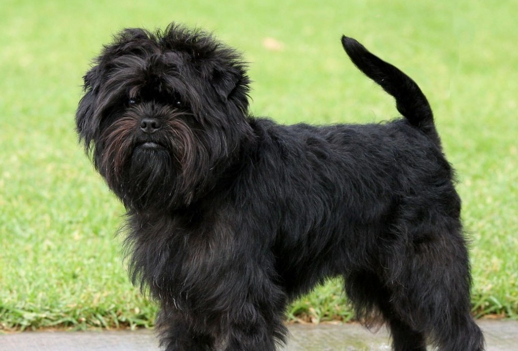 Аффенпинчер (фото): «бородатая собачка» из германии