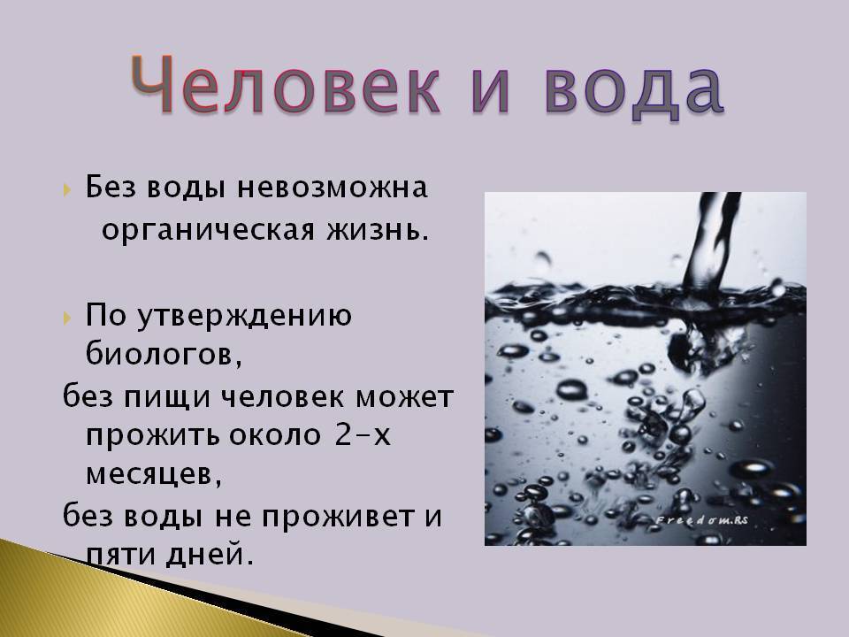 Вода для шиншиллы: сколько должна пить шиншилла, возможные причины отказа от воды