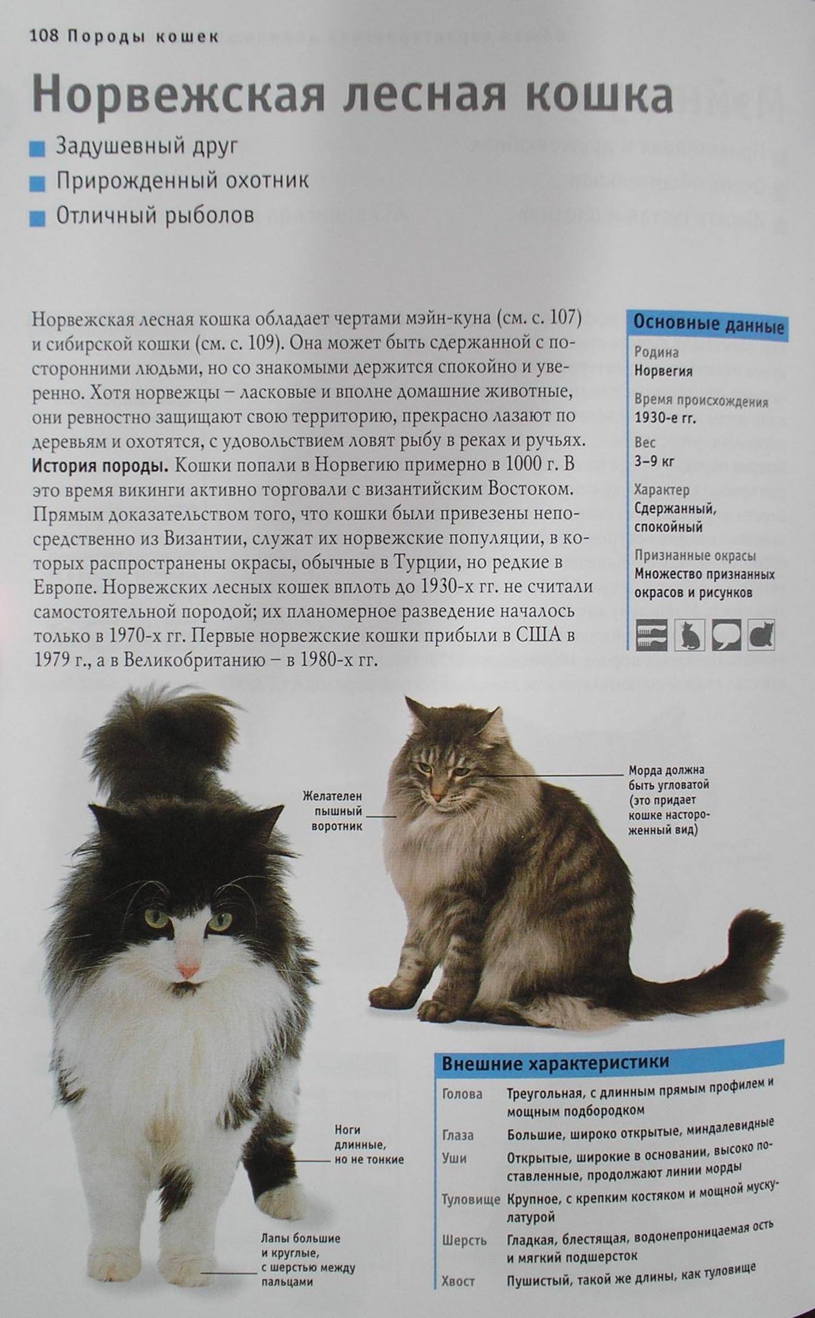 Норвежская лесная кошка: история выведения породы, характер, поведение, здоровье, уход, питание, вязка